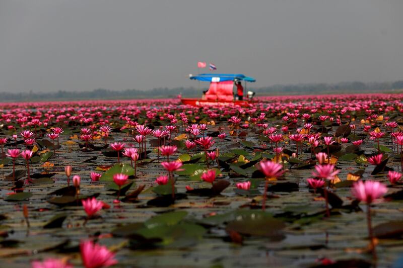 A tourist boat sails among lotus flowers in the Red Lotus Lake outside Udon Thani, Thailand January 11, 2020. REUTERS/Soe Zeya Tun