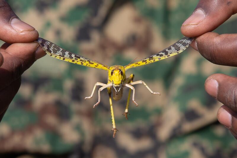 A Uganda People's Defence Force soldier holds up a desert locust in Katakwi, Uganda. Getty Images