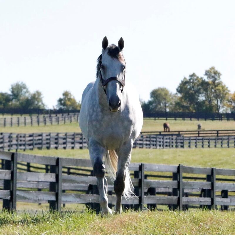 Queen Elizabeth was hosted by Lane’s End on her visit to the Bluegrass state in 1984 upon the inauguration of the race named in her honour, the Queen Elizabeth II Challenge Cup. Photo: Lane's End