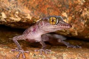The critically endangered Emirati Leaf-toed Gecko (Asaccus caudivolvulus) is the only species of herpetofauna that is endemic to the UAE. Photo by Johannes Els.