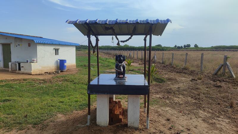 Muthu Kumar, 82, a former government employee from Sivaganga in southern Tamil Nadu state has built a statue of his beloved dog, a brown Labrador, named Tom. Photo: Rajesh