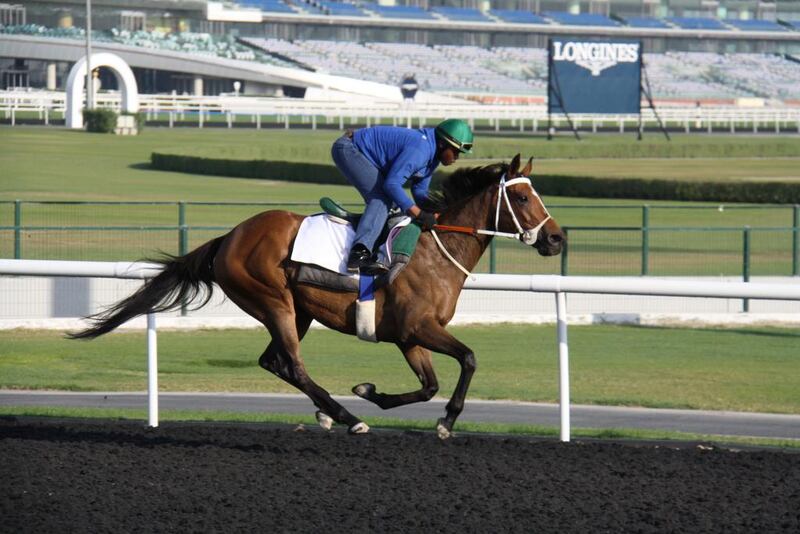 Igugu in training at Meydan racecourse in Dubai. Mike de Kock's horse is being primed for another tilt at the World Cup Carnival this season. Courtesy of Dubai Racing Club
