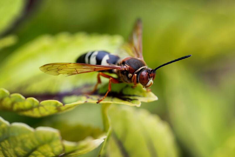 A Cicada Killer Wasp sits atop a plant in Water Works Park in Des Moines, Iowa, USA. AP Photo