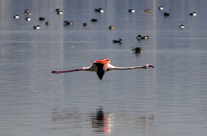 A flamingo flies over the Sijoumi mudflat on the southern outskirts of Tunisia's capital Tunis. AFP