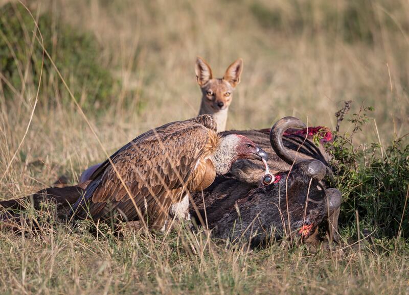 Gold medal, Behaviour — Birds: vulture and fox feasting on a wildebeest, Maasai Mara in Kenya, by Ashok Behera, India.