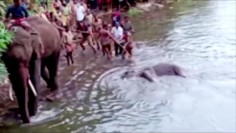 People pull a pregnant elephant out of the water, which died after eating a firecracker-stuffed fruit, in Palakkad district, India. REUTERS