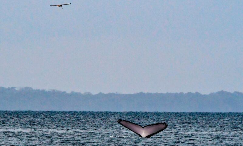 The tail of a humpback whale surfaces out of the Pacific ocean around Contadora Island, Panama. AFP