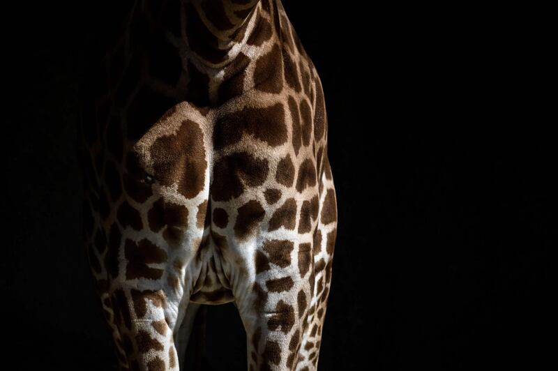 A  close-up of a giraffe.