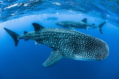 Whale sharks at St Helena Island in the South Atlantic Ocean in 2022.