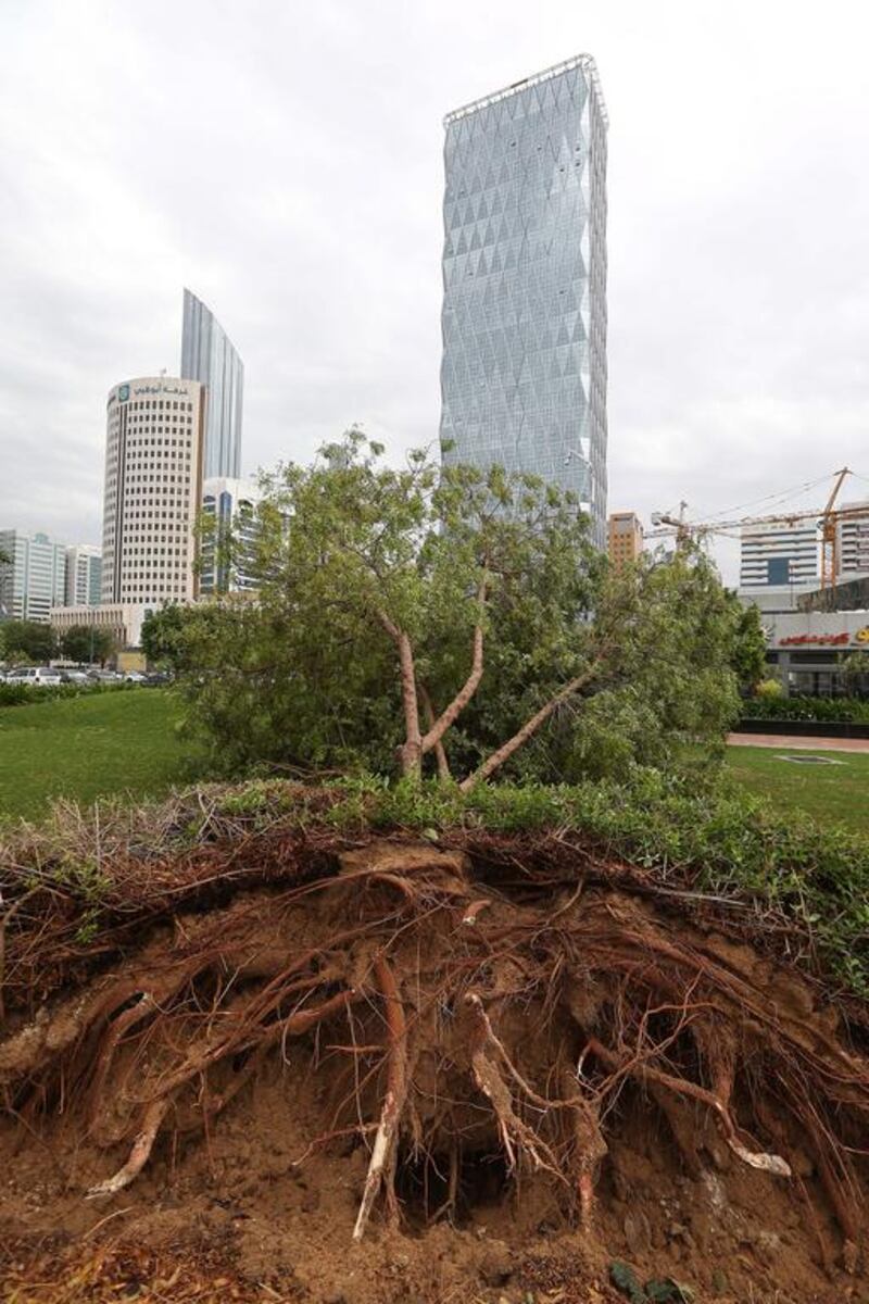 Several trees were uprooted near the Corniche in Abu Dhabi. Pawan Singh / The National