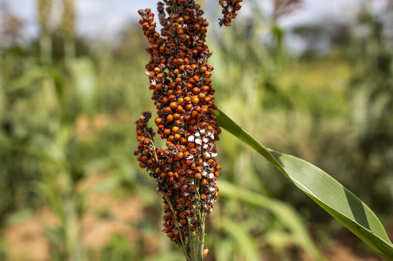 A stalk of grain sorghum stands damaged by desert locusts in Kalanga village, Kitui County, Kenya. Bloomberg