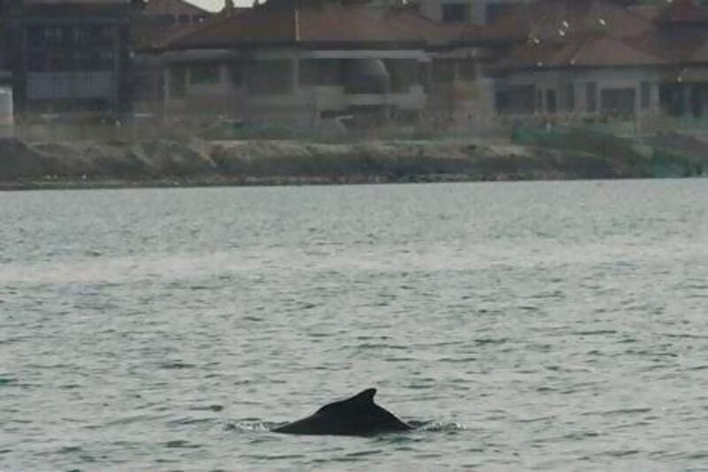 A dolphin near the Palm Jumeirah.