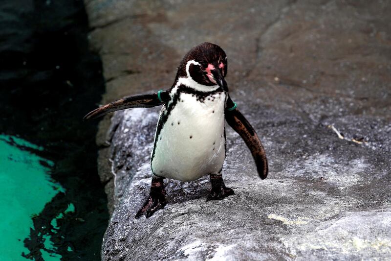 A Humboldt penguin at the The Maritime Museum in Klaipeda, Lithuania. EPA