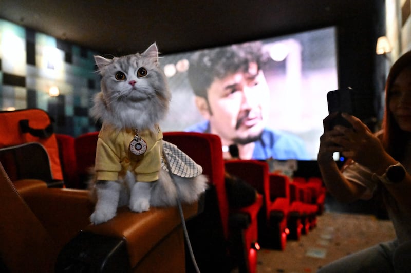 A pet cat dressed up and on a leash explores the seats inside the theatre. AFP