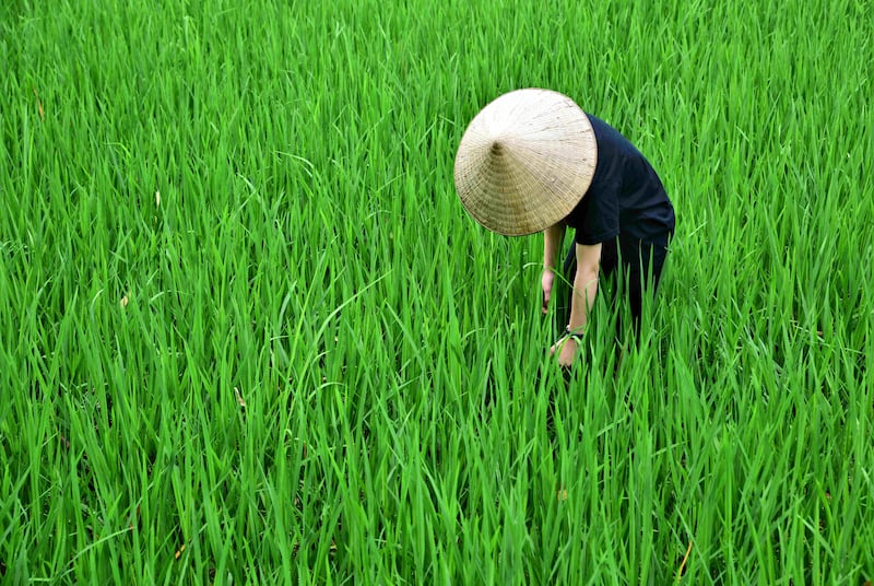 A rice paddy in Duong Lam village.
