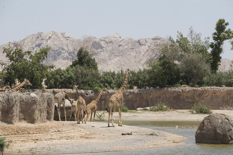 The African Zoo Safari at Al Ain Zoo extends over 217 hectares, with more than 400 animals roaming freely. Mona Al Marzooqi / The National