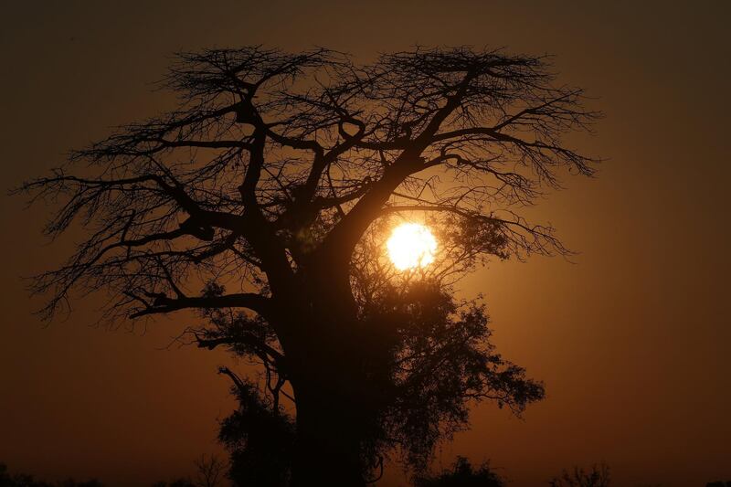 The sun rises behind a Baobab tree in the Okavango Delta, Botswana Reuters