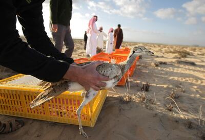 UAE - Abu Dhabi - Mar 05 - 2012: A houbara bird is released in the wild by UAE rangers and members of the National Avian Research cente. ( Jaime Puebla - The National Newspaper )