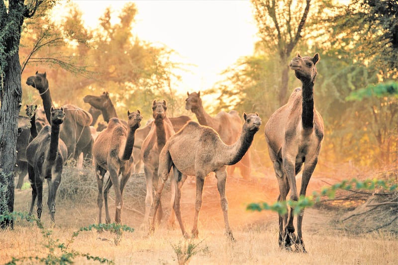 The Raika and the camels share an exceptionally strong bond that dates back generations