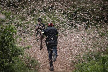 Men run through a swarm of desert locusts near Enziu, Kitui County, east of Nairobi, Kenya, 24 January 2020. EPA