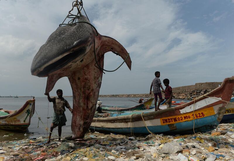 An Indian man stands with a whale shark that washed ashore and was lifted out by a crane for inspection by officials at Kasimedu fishing harbour in Chennai.  AFP