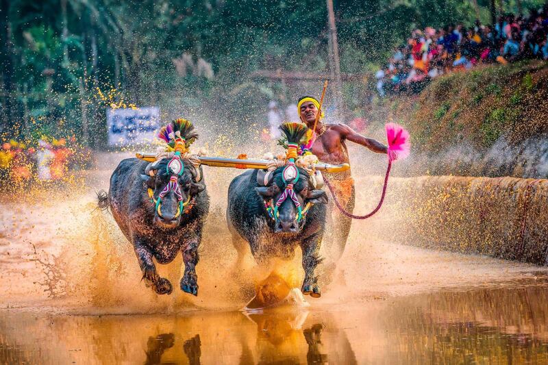 TOPSHOT - In this photo taken on January 31, 2020, Srinivas Gowda, 28, hailing from the Dakshina Kannada district runs alongside his buffalos during 'Kambala', the traditional buffalo racing event, held at Aikala village in Dakshina Kannada district about 30 kms from Mangalore. Indian sports authorities will hold trials for a buffalo jockey dubbed as "Usain Bolt" on social media for his speed after he set a record in a traditional race, officials said February 15. / AFP / Rathan Barady
