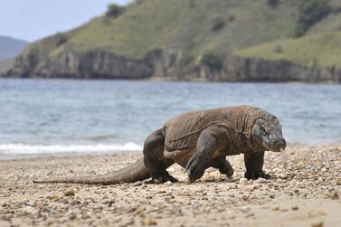A Komodo dragon prowls the shore of Komodo island, the natural habitat of the world's largest lizard. AFP