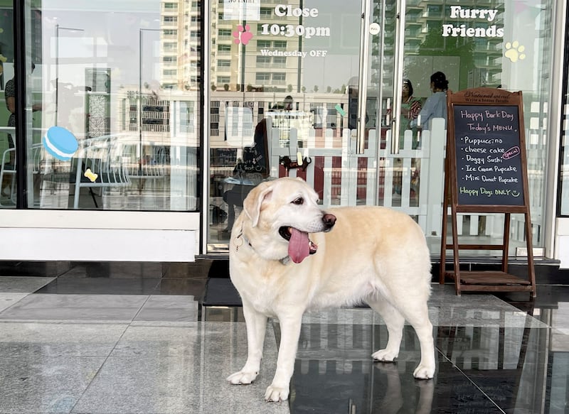 The cafe opened last year to give pet owners a place to go with their furry friends. Reuters