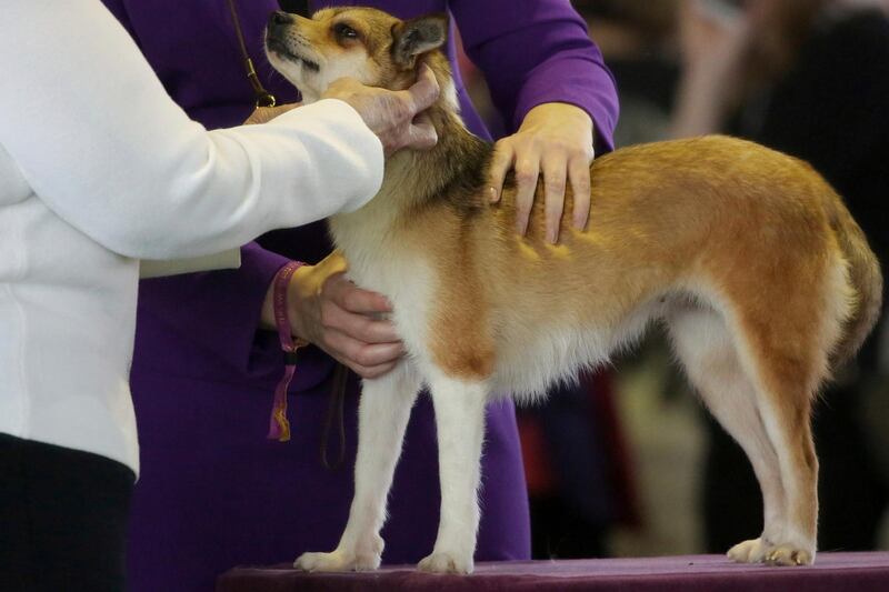 A judge examines Pikku, a Norwegian Lundehund breed, during the Best of Breed event at the Westminster Kennel Club dog show on Monday, Feb. 11, 2019, in New York. Photo: AP