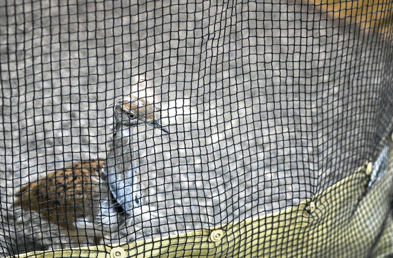 Abu Dhabi, United Arab Emirates - Houbara breeding and release program at National Avian Research Centre. Khushnum Bhandari for The National

