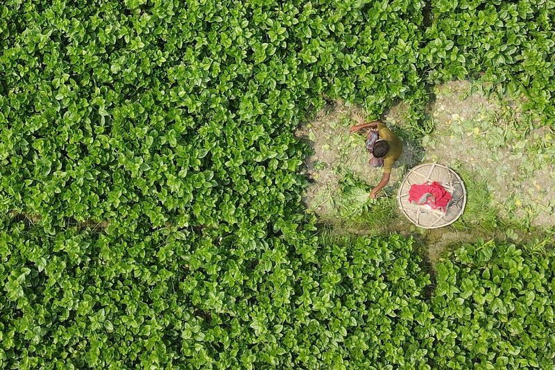 A labourer works in a field of Malabar spinach on the outskirts of Dhaka, Bangladesh AFP