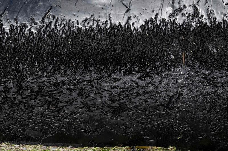 A close-up of the back of a dead southern right whale which was beached at El Doradillo in Argentina’s Chubut province, before being towed away. At least 13 of the whales have been washed up in northern Patagonia in the past few days. AFP