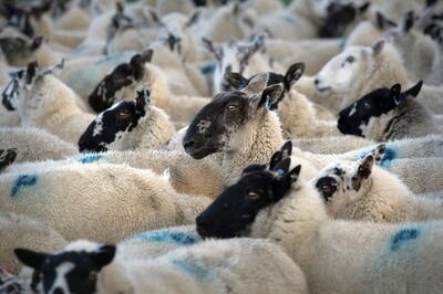 Salt marsh lambs in Gower, south Wales. Alamy 
