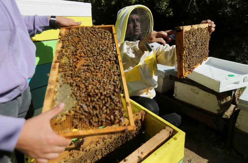 Beekeepers and their bees in the Palestinian coastal enclave have lost access to prime agricultural land and the problem has been compounded by global warming