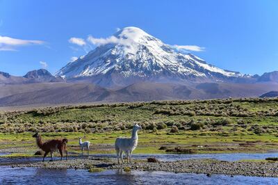 Llamas (lama glama) at river in front of volcano Sajama, covered with snow, Sajama National Park, Altiplano, Bolivia, South America. Getty Images
