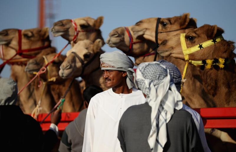 Handlers prepare camels to race at Al Sawan Race Track in Ras Al Khaimah, United Arab Emirates.  Francois Nel / Getty Images