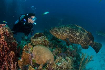 photos of Celine Cousteau in the ocean. photo credit: Capkin van Alphen - CauseCentric Productions.

NOTE: Jessica Hill Story *** Local Caption ***  CVA_6963_300.jpg