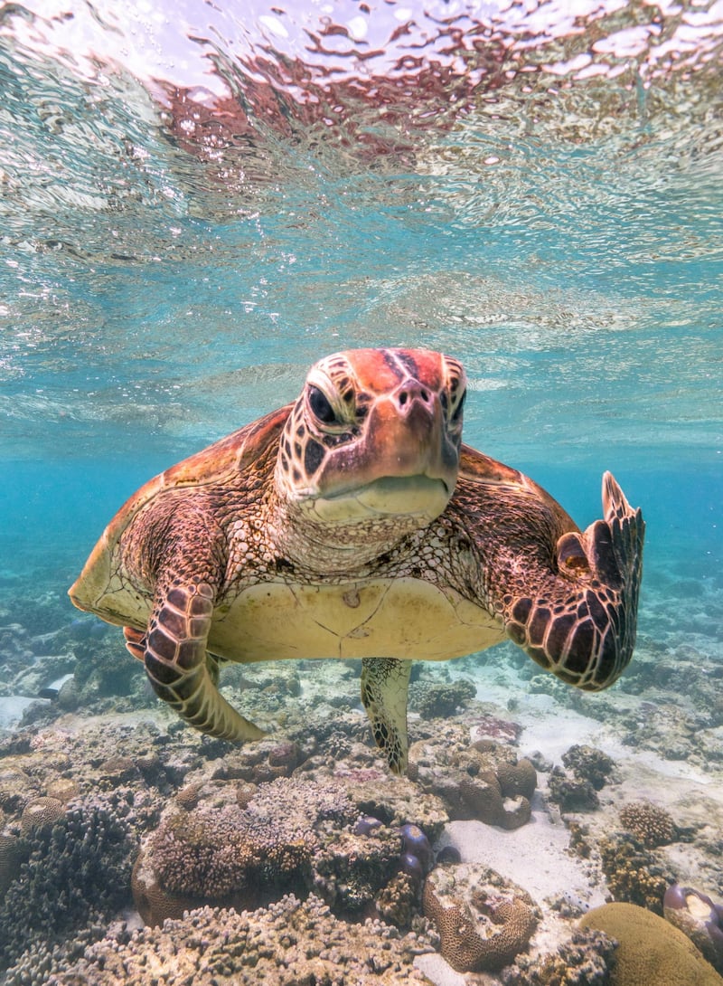 Terry the Turtle. Mark Fitzpatrick / Comedy Wildlife Photo Awards 2020