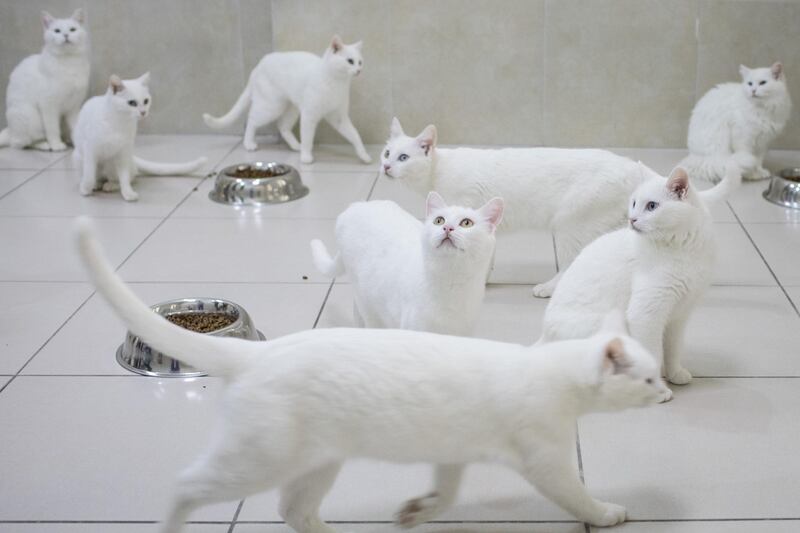 VAN, TURKEY - FEBRUARY 08:  Turkish Van cats eat in their dining room at the Van Cat Research Center on February 8, 2018 in Van, Turkey.  The famous Turkish Van Cat is one of the oldest domestic cats known, having lived in the Lake Van region of Eastern Turkey for centuries. The Turkish Van Cat has a distinct look with an all white coat sometimes just with a spot of color. The breed has three eye colors, blue, yellow and green, which are sometimes mismatched. The Van Cat research center was founded in 1992 with the objective of protecting the breed from gradual extinction. The facility provides health care and studies the breeds genetics.  (Photo by Chris McGrath/Getty Images) *** BESTPIX ***