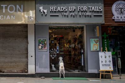 A dog looks into a pet store at a deserted market area during a weekend lockdown in New Delhi, India, Saturday, April 17, 2021. Over 200,000 new infections were detected in the past 24 hours, and major cities, like Mumbai and New Delhi, are under virus restrictions. (AP Photo/Altaf Qadri)