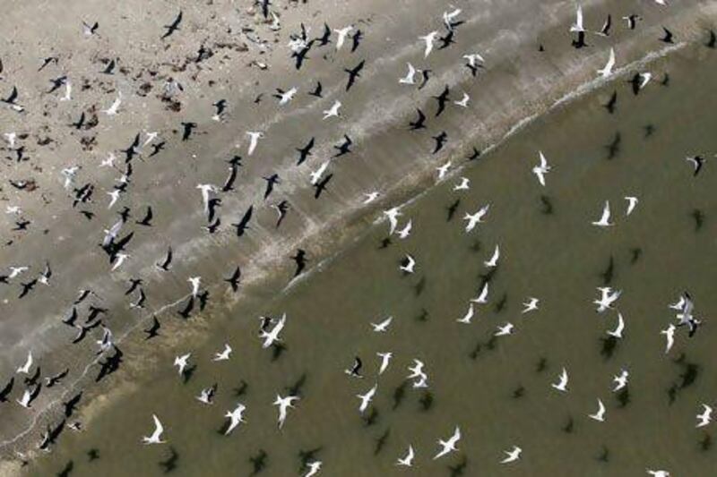 Flocks of birds off the shores of Louisiana. Sean Gardner / Reuters