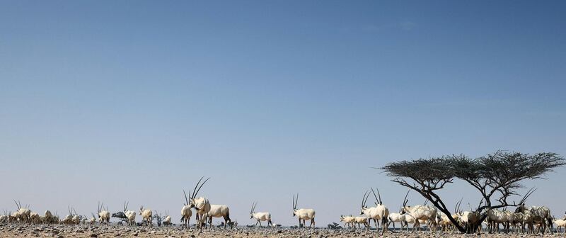 The Arabian oryx can be found in Israel, Saudi Arabia and Oman. AFP