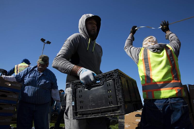 (FILES) In this file photo taken on March 26, 2020, agricultural workers from Bud Farms harvest celery in Oxnard, California.  The ranks of US workers laid off at least temporarily by the coronavirus pandemic exceeded 42 million, with 1.87 million new jobless benefit claims filed last week, the Labor Department said on June 4, 2020. However the number of new claims filed in the week ended May 30 was 249,000 less than the week prior, indicating the unprecedented layoffs were slowing. / AFP / GETTY IMAGES NORTH AMERICA / BRENT STIRTON
