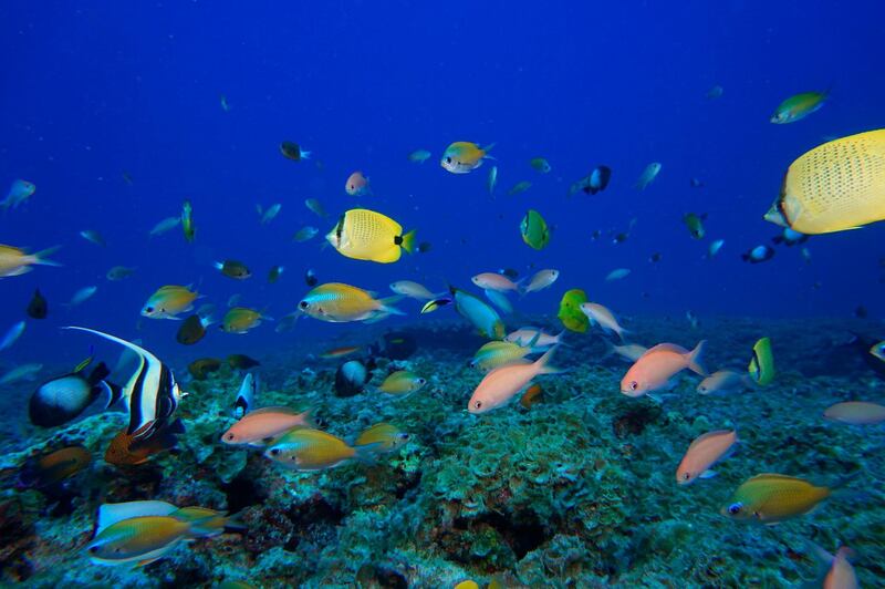 FILE - In this Sept. 6, 2017 photo provided by the National Oceanic and Atmospheric Administration (NOAA), fish swim in a reef at Pearl and Hermes Atoll in the Northwestern Hawaiian Islands. A decade-long effort by the world to save the worldâ€™s disappearing species and declining ecosystems has mostly failed so far, with fragile ecosystems like coral reefs and tropical forests in even more trouble than ever, according to a United Nations biodiversity report released on Tuesday, Sept. 15, 2020. (Jacob Asher/NOAA via AP)