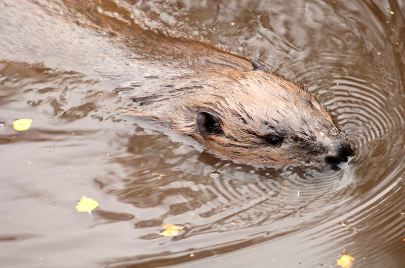 Building bridges ... a beaver. PA