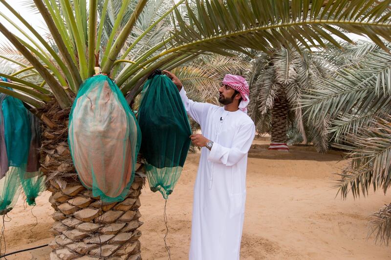 Liwa, United Arab Emirates, July 20, 2017:    Rashed Abdullah, winner of the largest date branch for the Liwa Date Festival at his farm in the Al Dhafra Region of Abu Dhabi on July 20, 2017. The festival runs from July 19th to 29th. The winning branch weighed in at 106.5kg. Christopher Pike / The National

Reporter: Anna Zacharias
Section: News