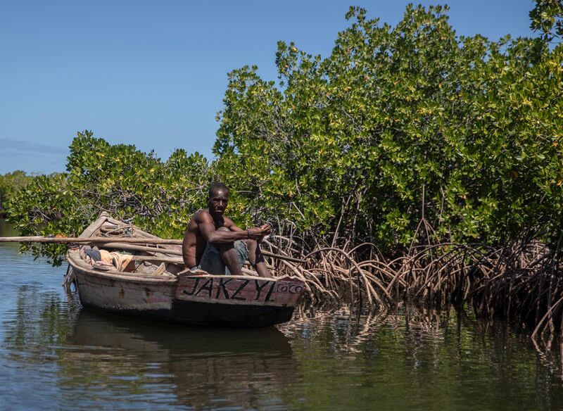 Mangroves in countries such as Haiti act as a natural defence against rising sea levels. AP