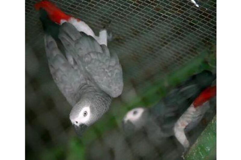 Falcons and parrots such as these African Grey Parrots are species most commonly traded in the country.