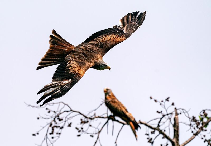 A red kite flies during a bird show at the Tripsdrill wildlife park near Cleebronn, Germany.  EPA