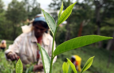 Workers pick tea leaves in Hanthana. Getty
